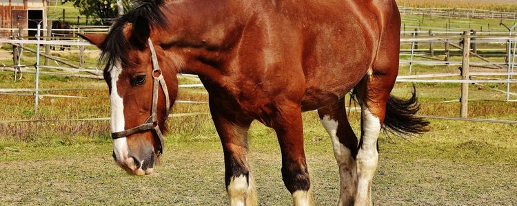 Discover equestrian properties in Aspen