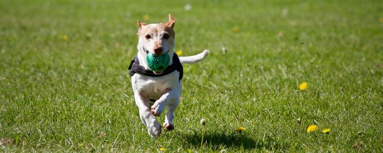 Dog-friendly parks and open spaces in Aspen