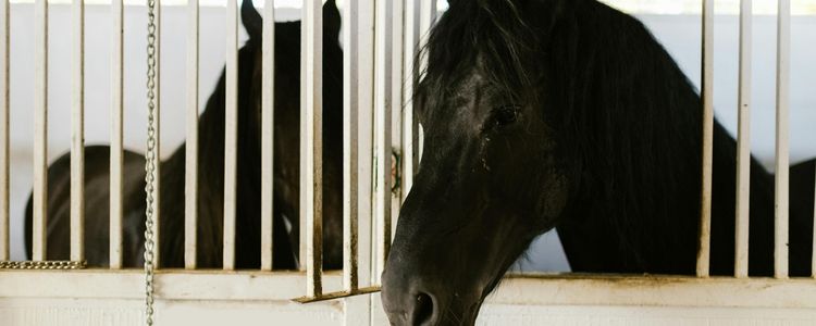 Luxury properties in Aspen