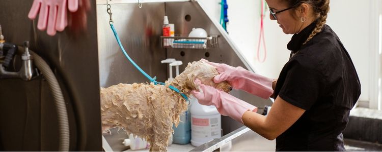 Essential services for your dog-friendly vacation to Aspen