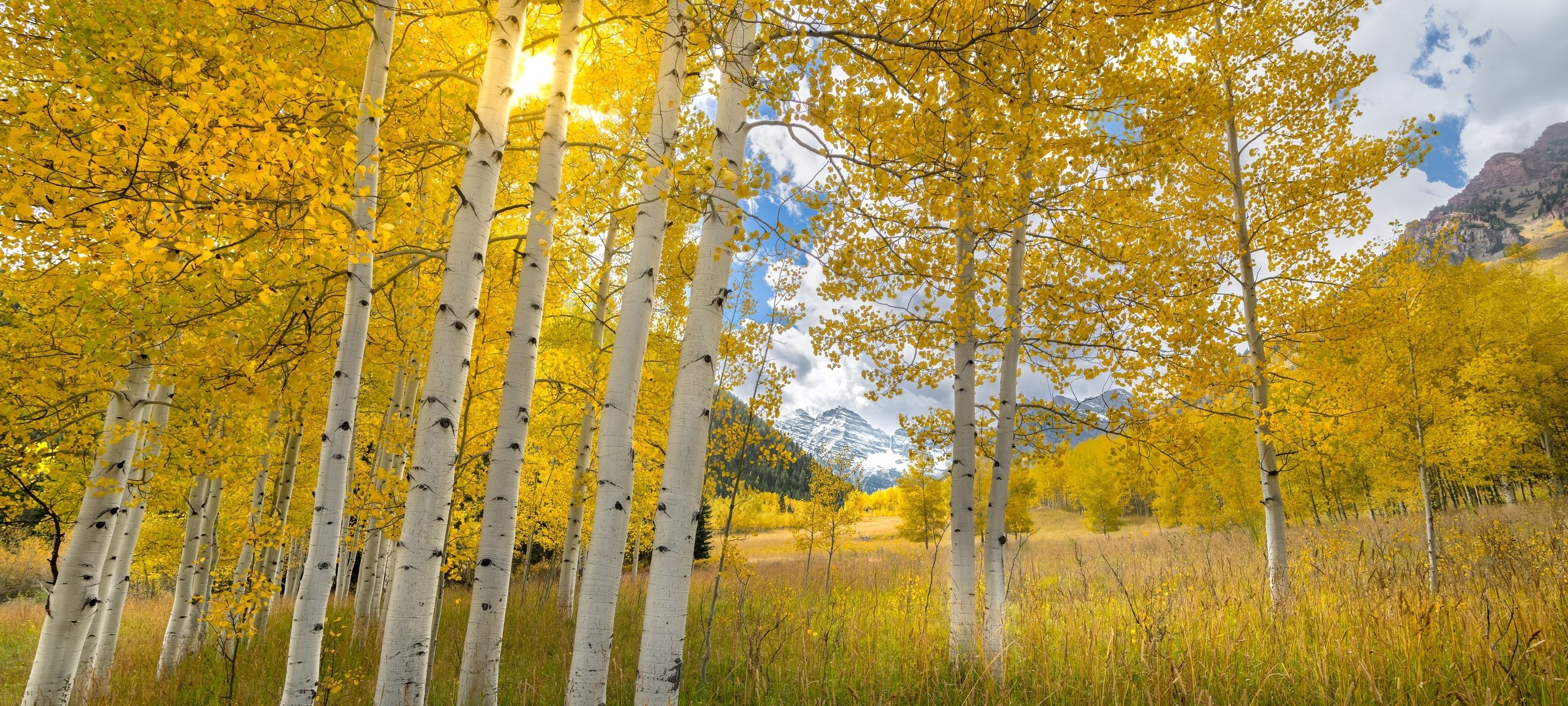 Aspen trees in field with Colorado mountains in distance