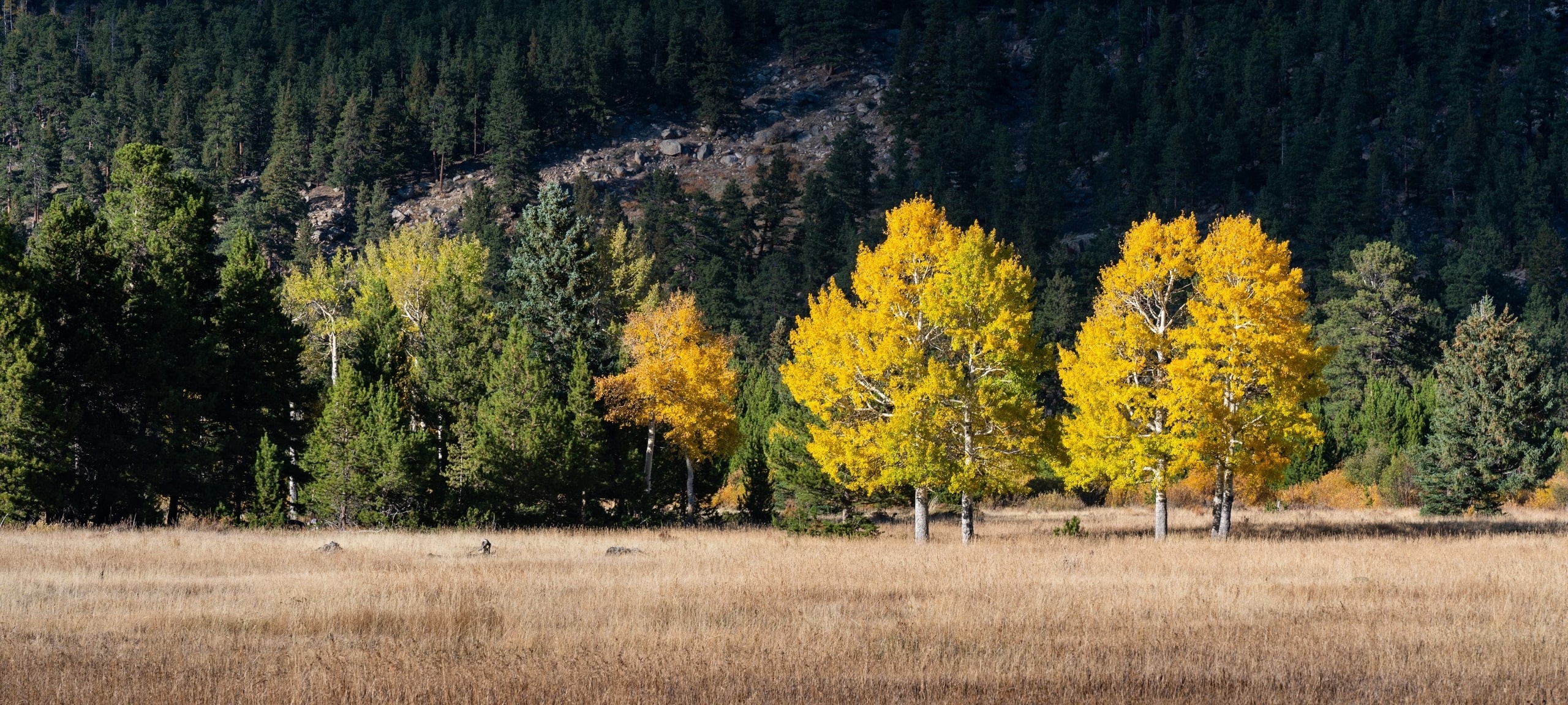 Field with autumn trees and large mountain, Colorado