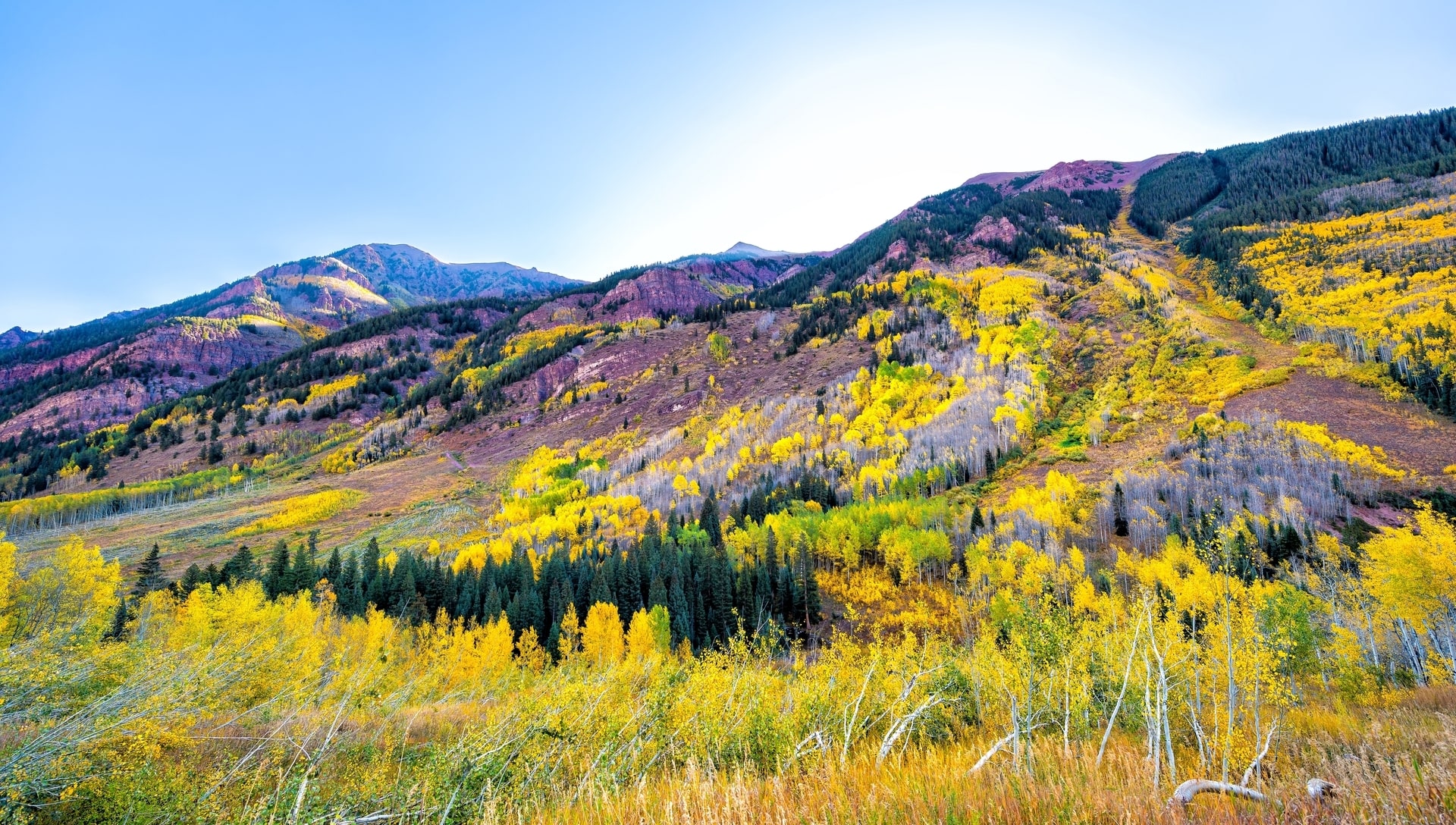 Purple and yellow trees on Elk Ridge Mountains near Brush Creek Village