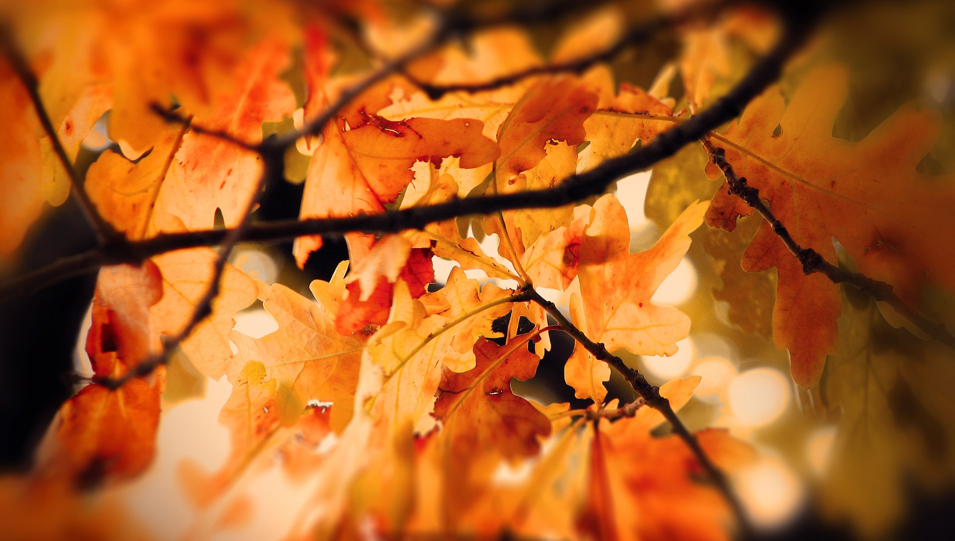 Autumn leaves, defocused