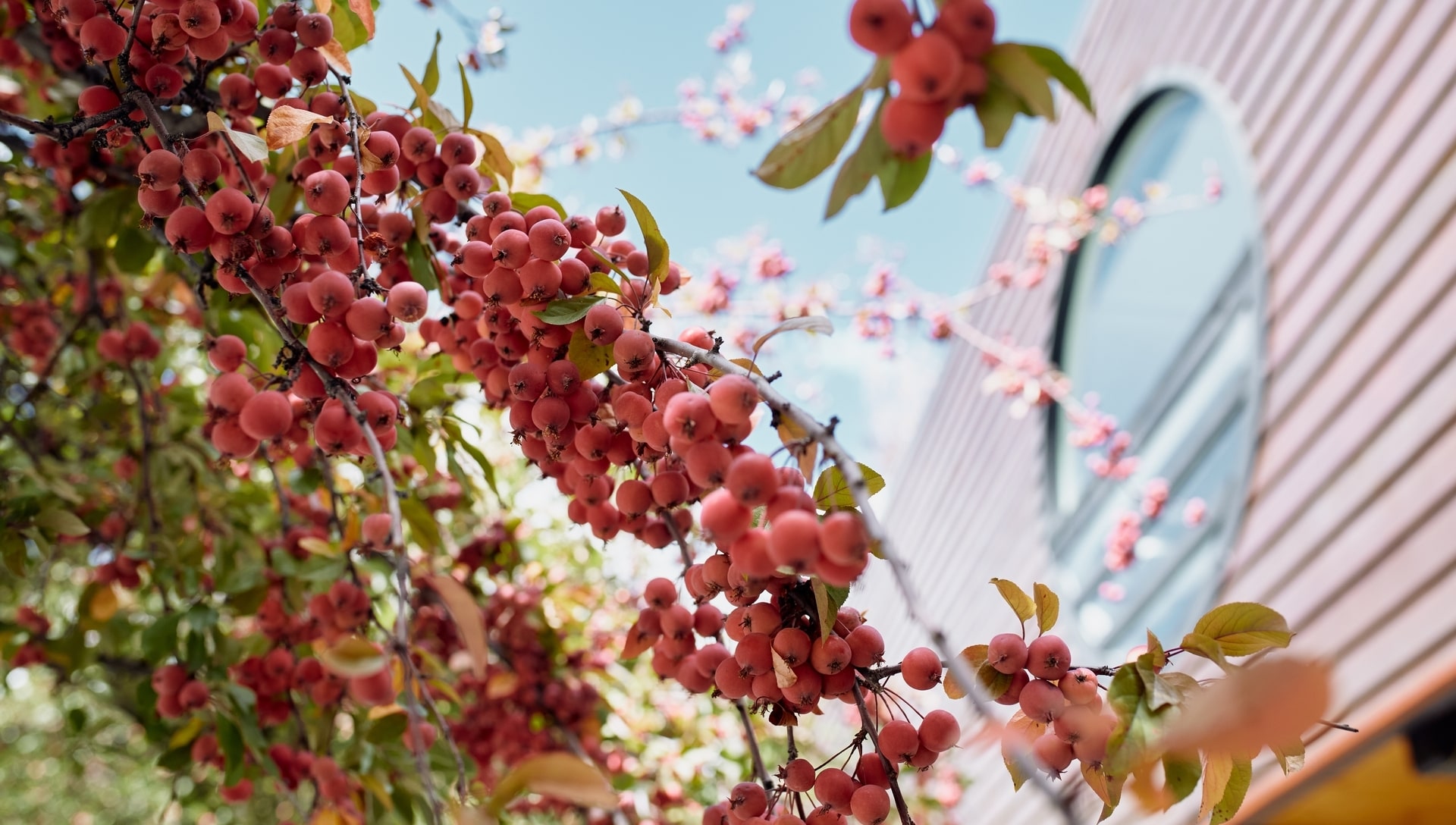 Spring berries on tree outside building in Central Core, Aspen